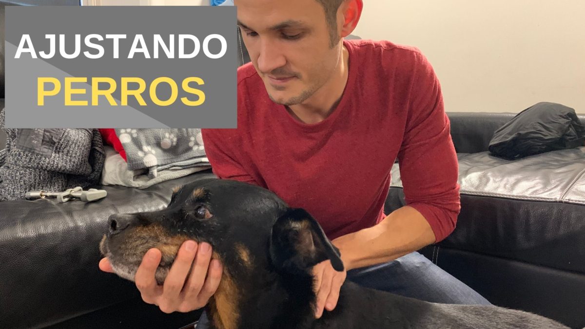 Ajustando Un Perro Paralizado