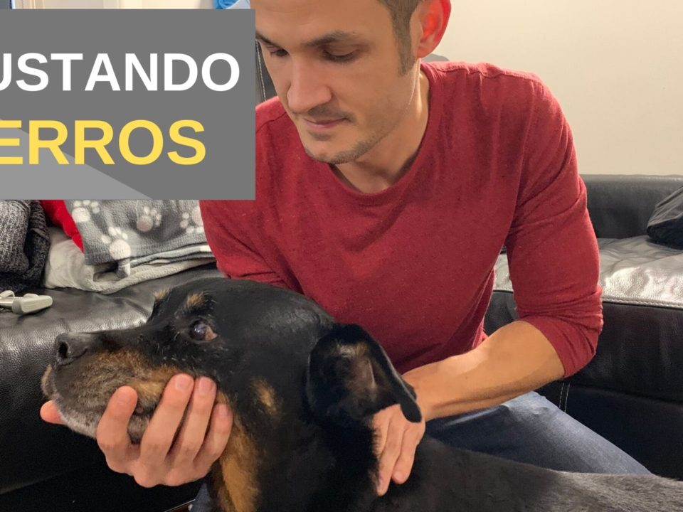 Ajustando Un Perro Paralizado