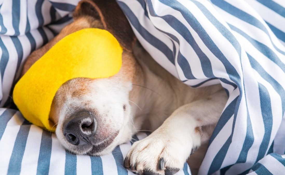 el-arte-de-la-siesta